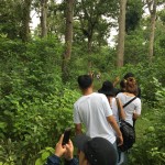 Jungle  (walk) Trek