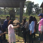 Visiting Elephant Breeding center